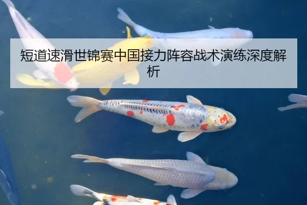 短道速滑世锦赛中国接力阵容战术演练深度解析